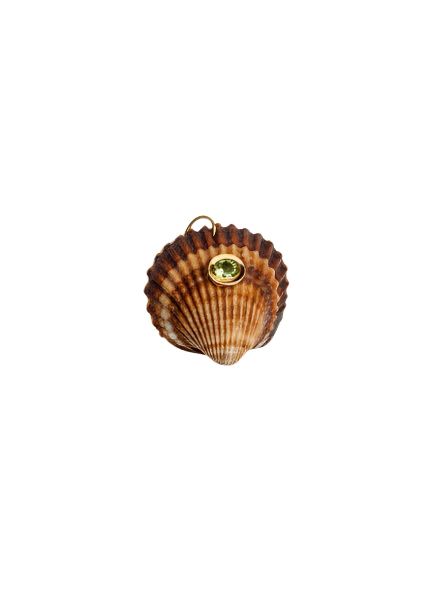 Conchiglie