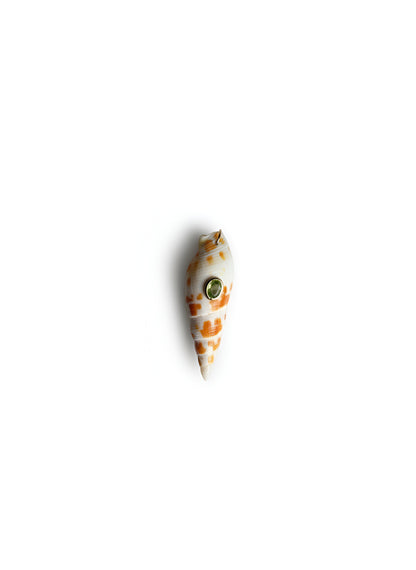 Conchiglie