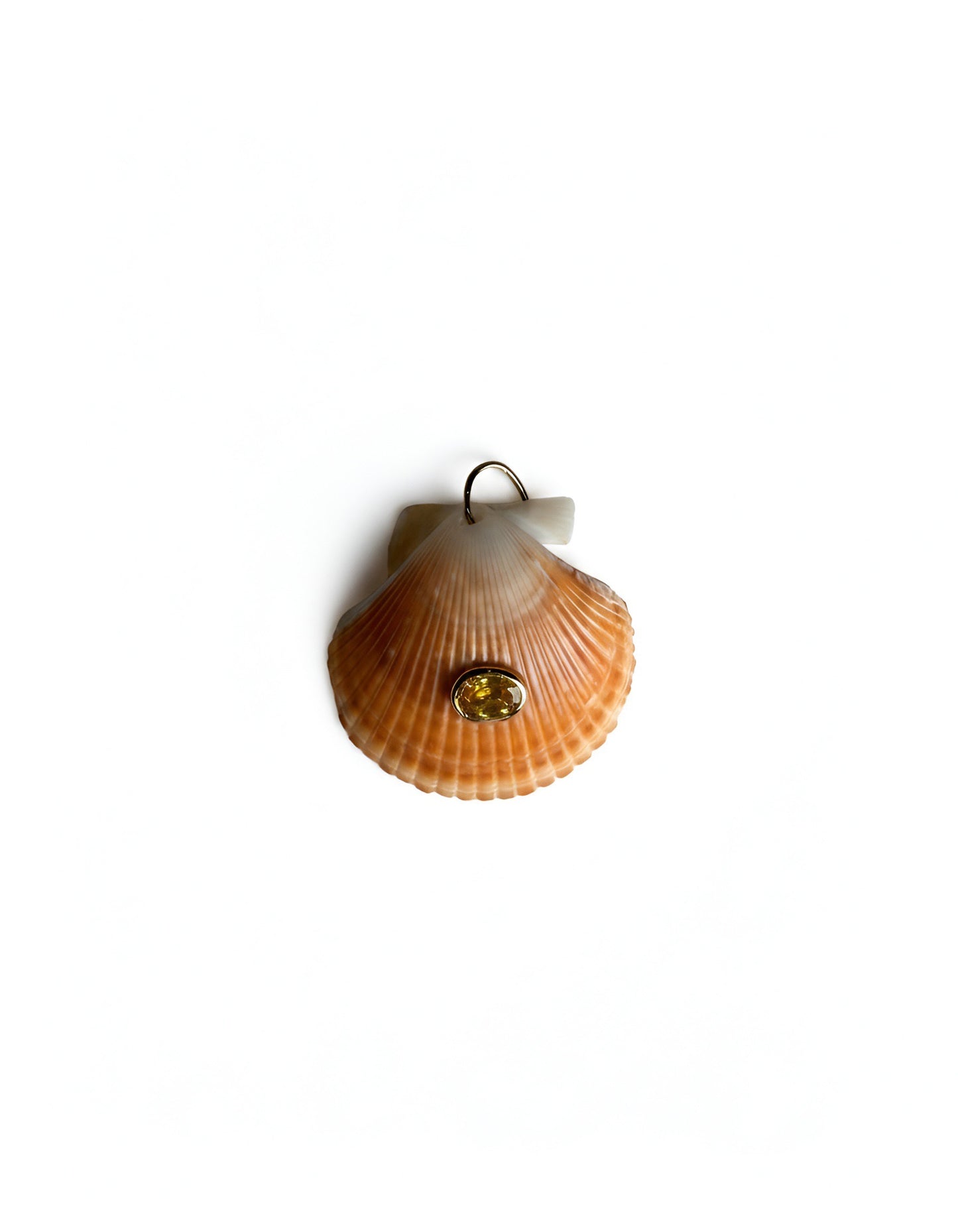 Conchiglie