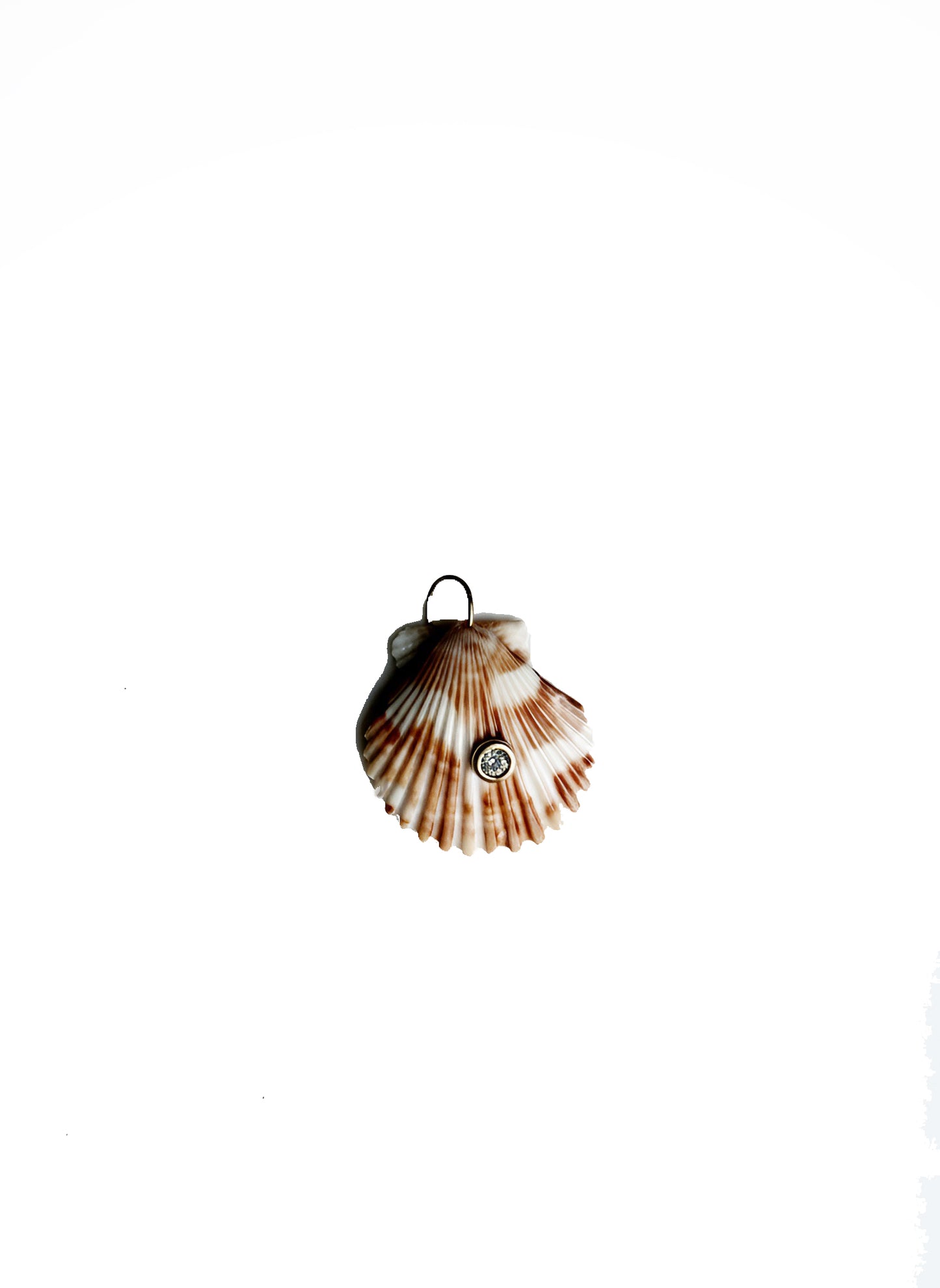 Conchiglie