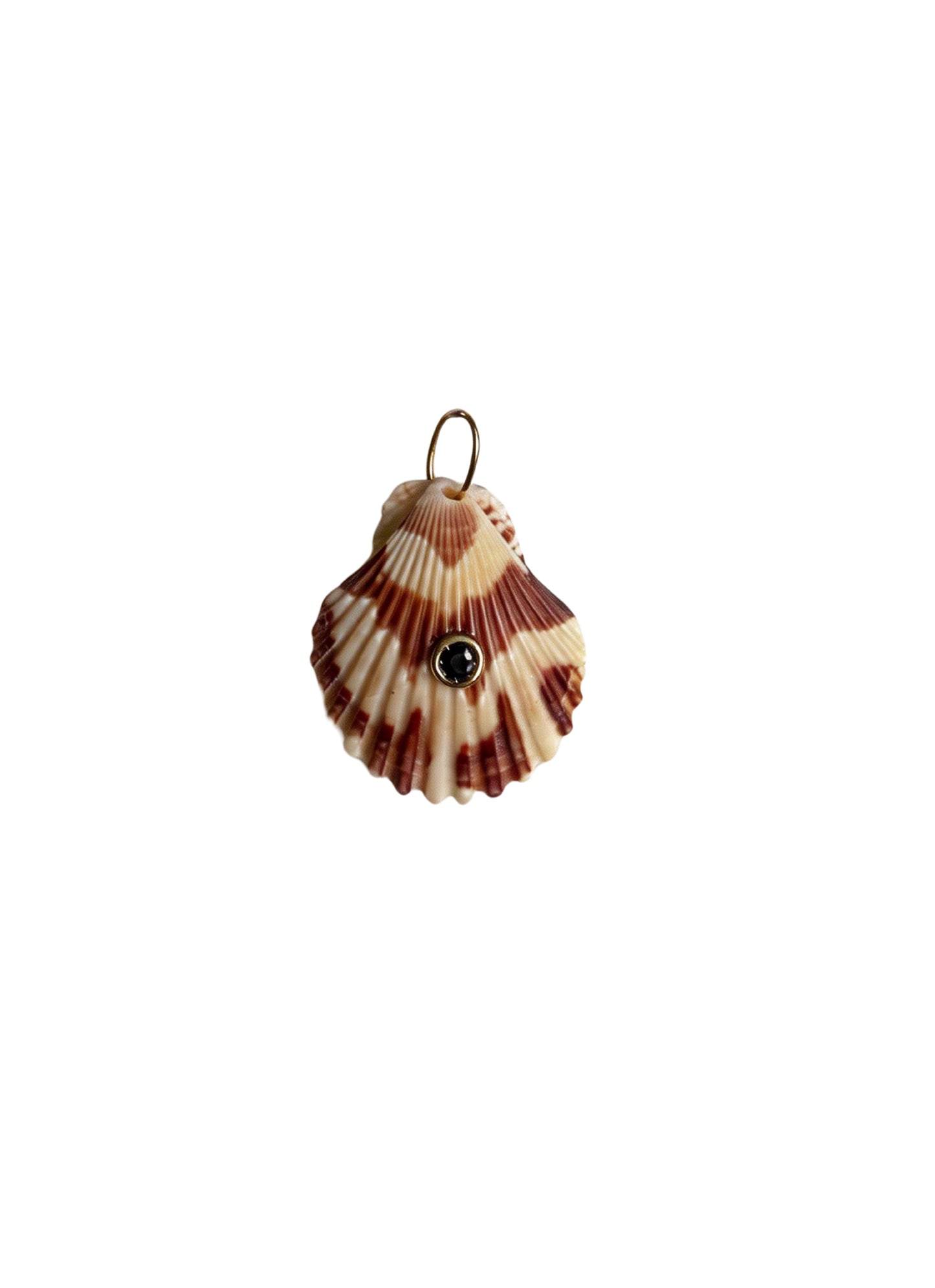 Conchiglie