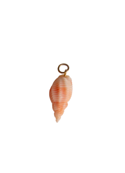 Conchiglia